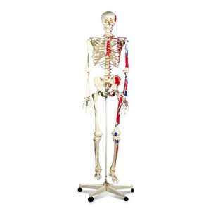  Skeleton Max on 5 Feet Roller Stand Model#AW A11: Everything Else