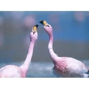  Jamess Flamingo, Males Squabbling, Bolivia Giclee Poster 