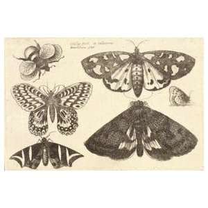   8cm) Gloss Stickers Wenceslaus Hollar   Three moths 2 butterflies