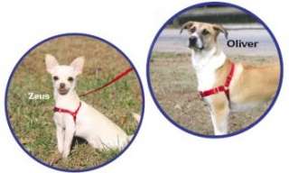 Oliver and Zeus wearing the Easy Walk harness