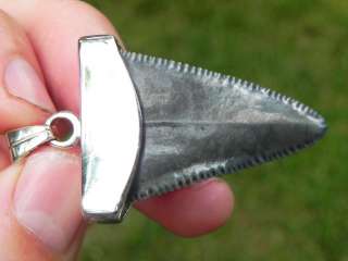 SILVER Capped Fossil Great White Shark Tooth KILLER !!!  