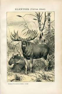 1894 ELK MOOSE Antique Lithograph Print R.Friese  