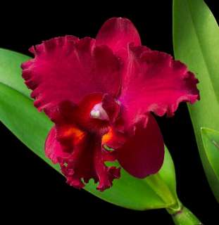 Potinara Elaine Taylor “Mini Cattleya” RED Hybrid Orchid Plant 