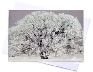   Frosty Tree Christmas Boxed Card by Peter Pauper Press, Incorporated