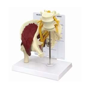 MUSCLED HIP WITH SCIATIC NERVE  Industrial & Scientific