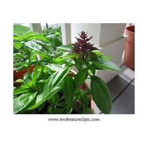  Todds Seeds   Herb   Basil, Thai Herb Seed, Sold by the 