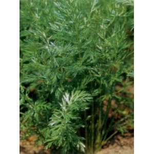  CARAWAY HERB 100 SEEDS Patio, Lawn & Garden