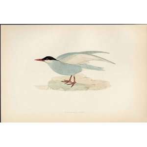   Birds Antique Print Hand Colored Whiskered Tern: Home & Kitchen
