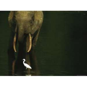 African Forest Elephant and Egret in the Calm Waters of Langoue Bai 