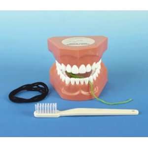 Tooth Brushing Dental Model