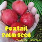  seeds foxtail palm tree wodyetia bifurcata  