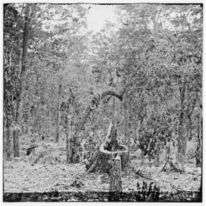  Gettysburg,Pennsylvania. Woods on Culps Hill showing the 