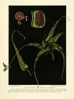 1925 Print Walking Fern Fronds Sorus Spores Botanical Plant Floral 
