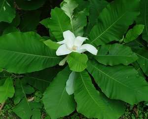 Big Leaf Magnolia, Magnolia macrophylla, Tree Seeds (Showy Fragrant 