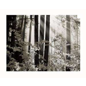   Forest Finest LAMINATED Print Dennis Frates 20x16