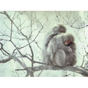  Family of Japanese Macaques Sitting in Tree in Shiga 