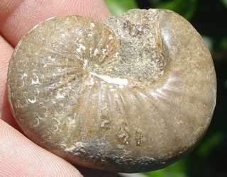 Cretaceous Scaphite Ammonite Wyoming Fossil Anapachydiscus Cephalopod 