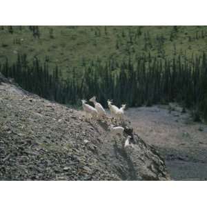 Mountain Goats on a Rocky Mountainside in the Yukon Territory Premium 