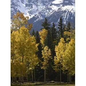 Fall Colors of Aspens with Evergreens, Near Ouray, Colorado Stretched 