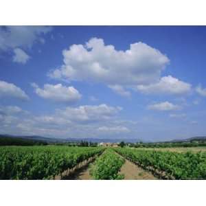 Vineyard Under Blue Sky and White Clouds, Near Roussillon, Vaucluse 