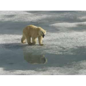  A Polar Bear Walks Across the Pack Ice of Svalbard Archipelago 
