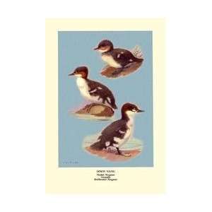  Three Downy Young Ducks 12x18 Giclee on canvas