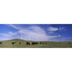  Cattle Grazing in a Field, Judith Gap, Montana, USA 