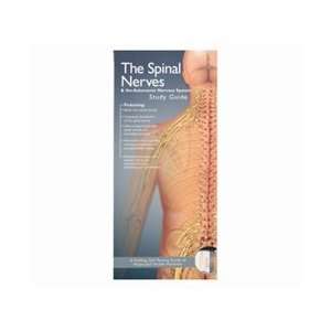 Spinal Nerves and the Autonomic Nervous System Pocket Study Guide 