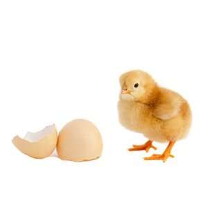    Baby Chick & Egg Easy Stick Wall Art Sticker: Home & Kitchen