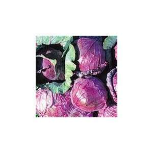  30 HEIRLOOM cabbage red acre seeds 