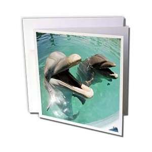  Kike Calvo Whales n Dolphins   Bottlenose dolphin 