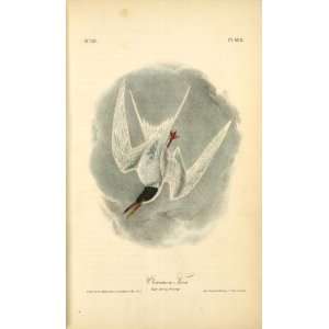   John James Audubon   24 x 40 inches   Common Tern.  Home & Kitchen