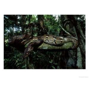  Reticulated Python, Philippines Giclee Poster Print by 