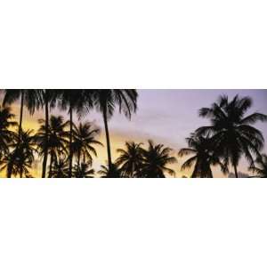  Silhouette of Palm Trees at Sunset, Pigeon Point Beach, Tobago 