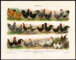 Antique Prints CHICKEN ROOSTER BREEDS Meyers 1897  