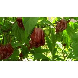  Trinidad 7 Pot Douglah Chocolate 7 Pot 10+ Seeds Patio 