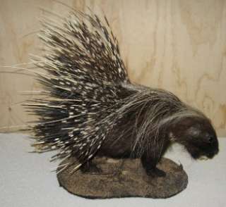 AFRICAN PORCUPINE FULL MOUNT   SPECTACULAR   NEW   #P2  