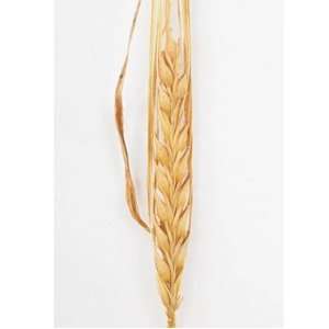  Davids Non Hybrid Grain Barley Conlon (Hordeum vulgare) 1 