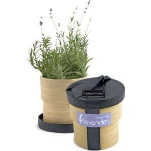  Bamboo Growing Kit of Organic Lavender: Patio, Lawn 