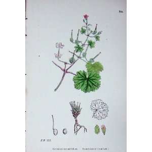   Botany Plants C1902 Round Leaved CraneS Bill Geranium: Home & Kitchen