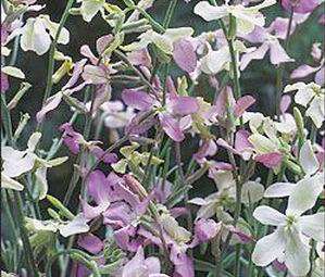 EVENING SCENTED STOCK       1,000 Flower Seeds + GIFT  