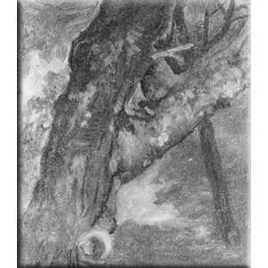  Study of a Tree 14x16 Streched Canvas Art by Bierstadt 