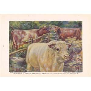  of the World Edward Herbert Miner Vintage Cow Print: Everything Else
