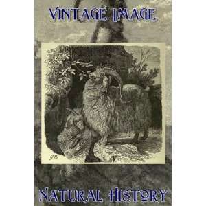   Magnet Vintage Natural History Image Angora Goat: Home & Kitchen