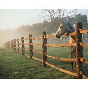  National Geographic, Horse at Fence, 16 x 20 Poster Print 