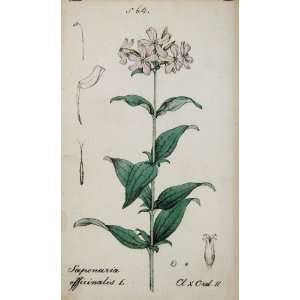  1826 Saponaria Officinalis Bouncing Bet Botanical Print 