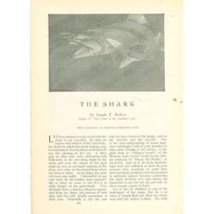 1904 Sharks Charles Livingston Bull illustrations 