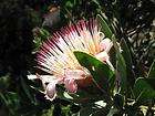   Sugarbush Pink Protea B34 items in Australian Seed 