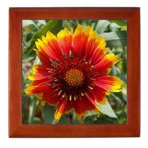   Box Mahogany Blanket Flower (like Daisy or Sunflower): Everything Else