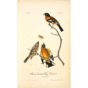  Hand Made Oil Reproduction   John James Audubon   24 x 40 